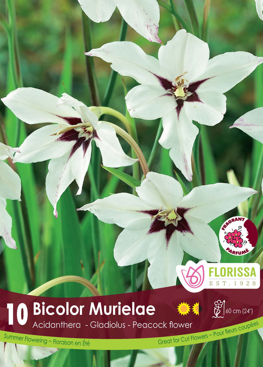 Acidanthera 'Murielae'