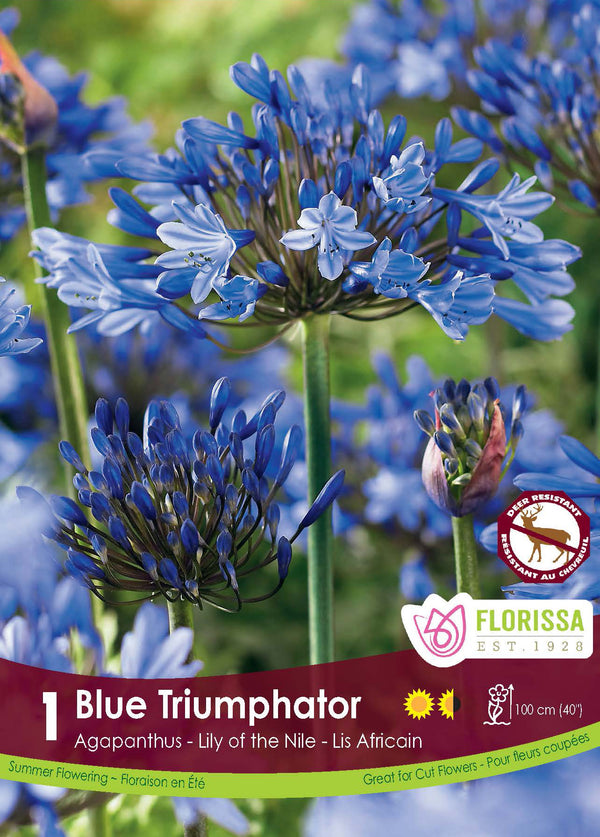 Agapanthe ‘Blue Triumphator’