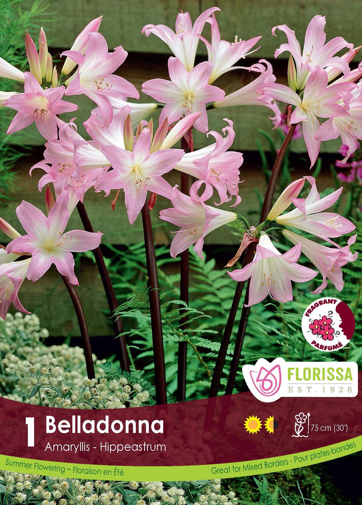 Lis belladone (<em>Amaryllis belladonna</em>)