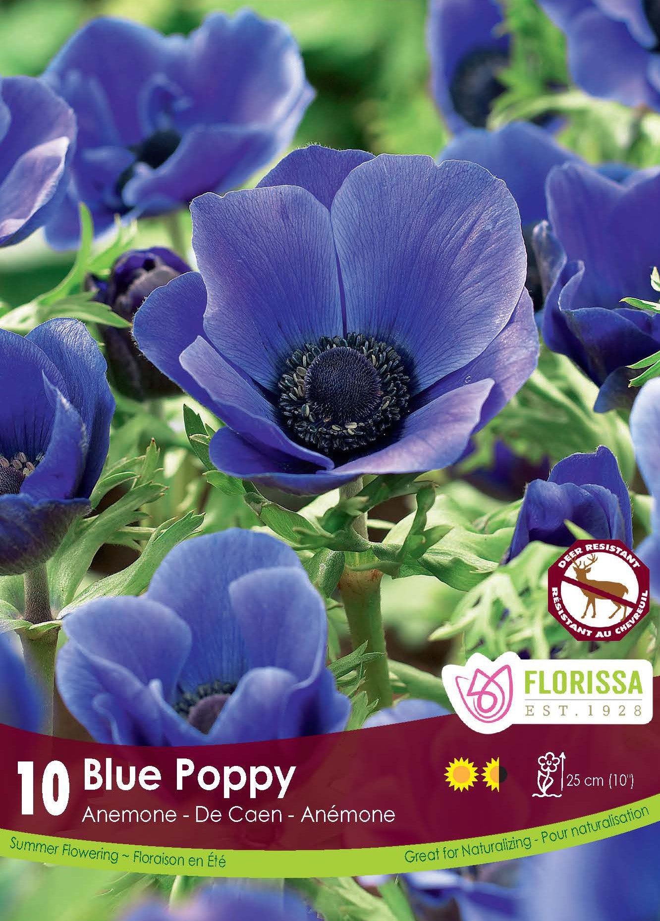 'Blue Poppy' Anemone