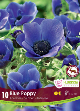'Blue Poppy' Anemone