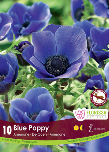 'Blue Poppy' Anemone