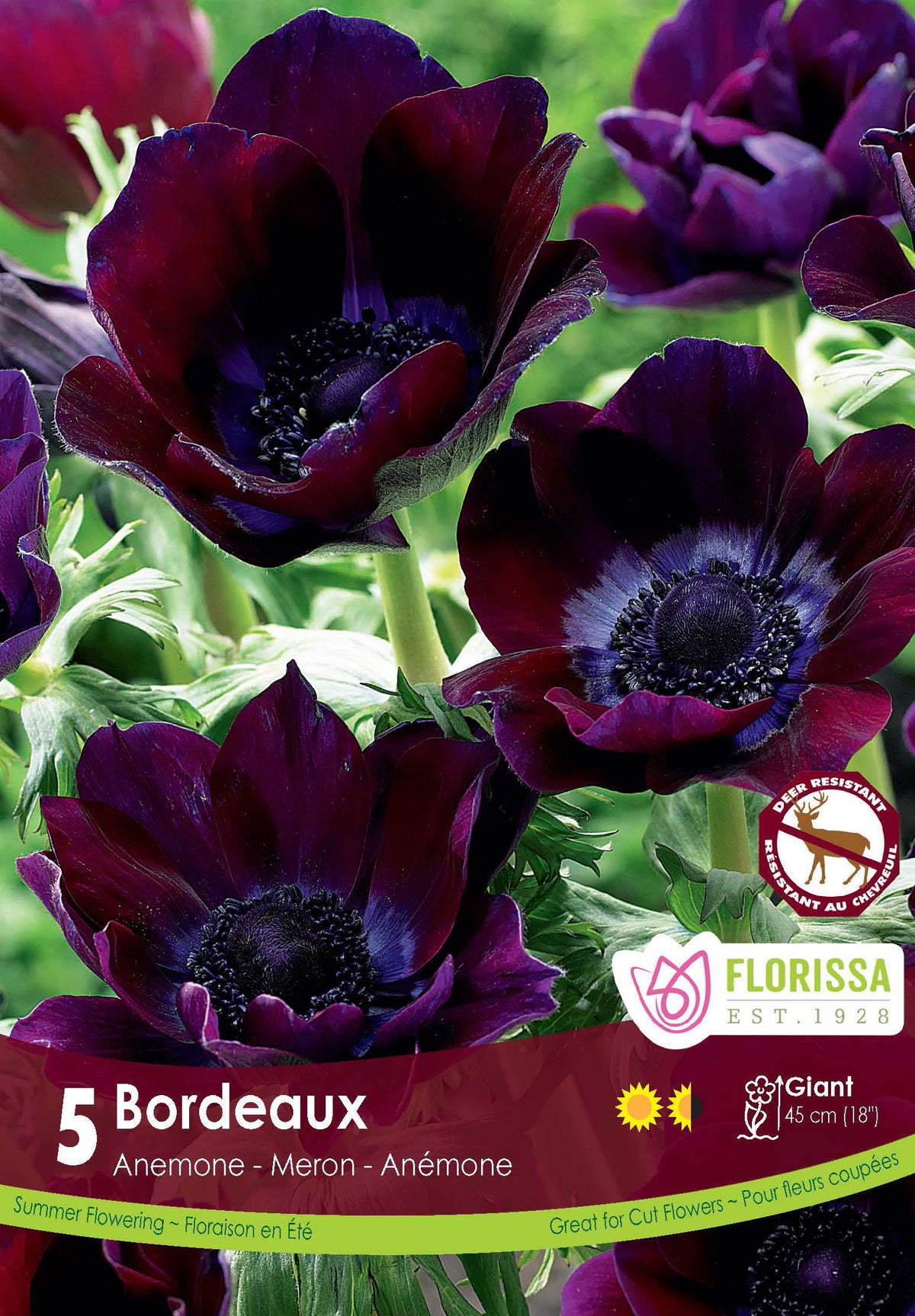 Anémone ‘Bordeaux’ (<em>Anemone coronaria</em> ‘Bordeaux’)