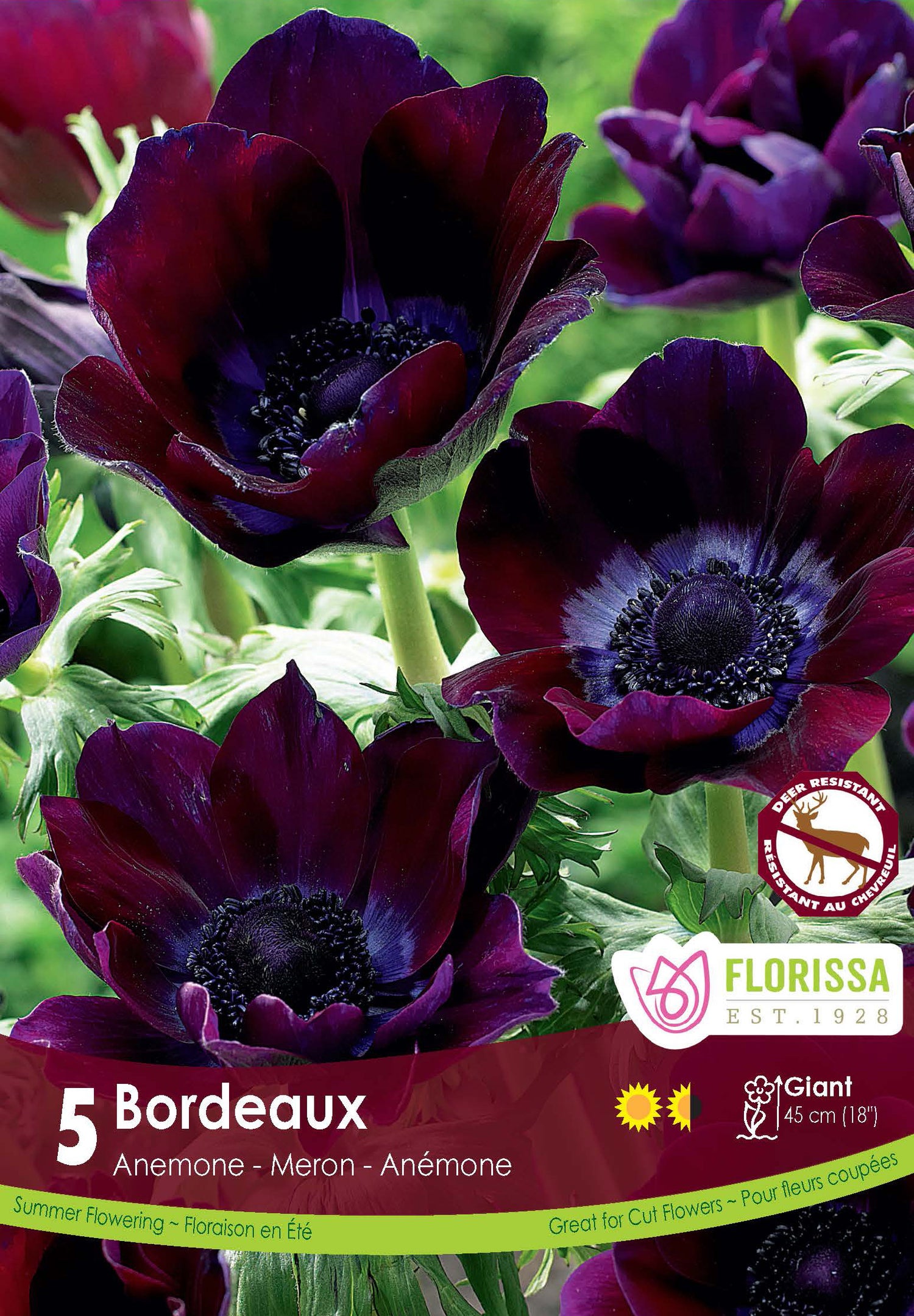 'Bordeaux' Anemone