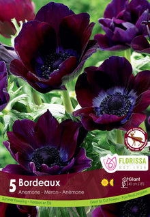 Anémone ‘Bordeaux’ (<em>Anemone coronaria</em> ‘Bordeaux’)