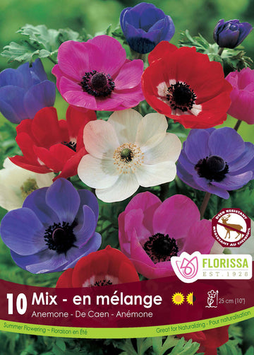 Anemone 'De Caen Mixed'