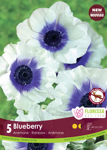 Anémone 'Rainbow Blueberry'