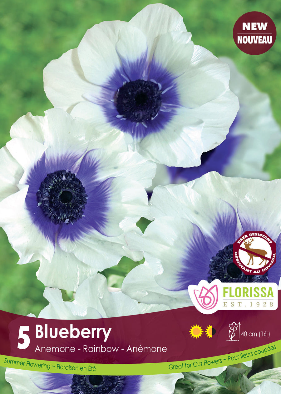 Anémone 'Rainbow Blueberry'