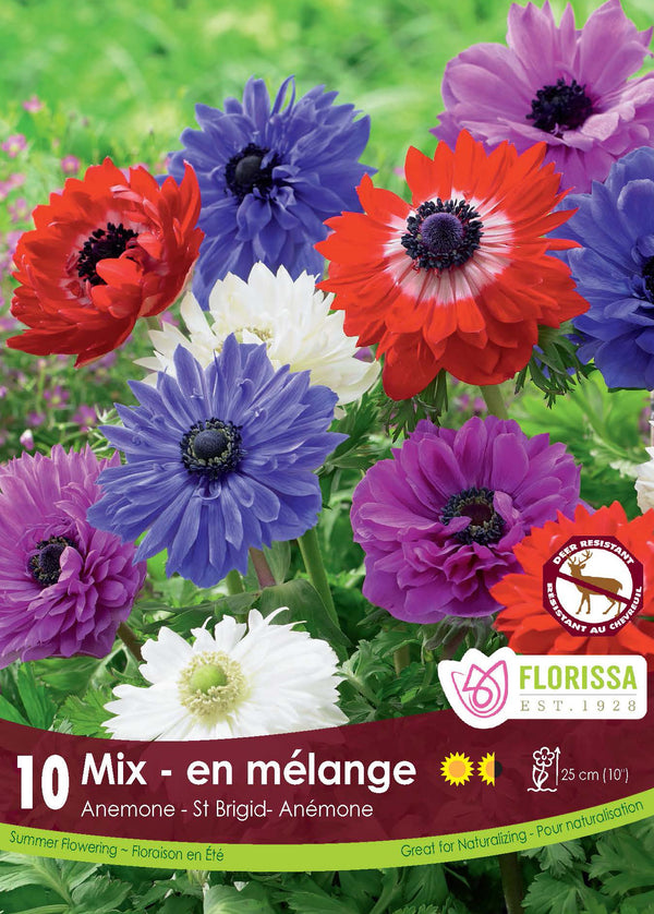 Anémone ‘St. Brigid Mix’