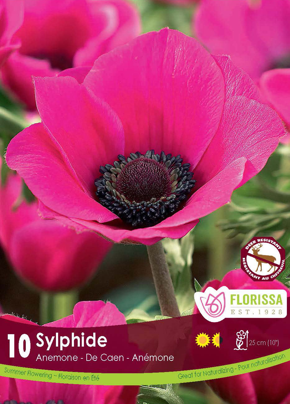 Anémone 'Sylphide'