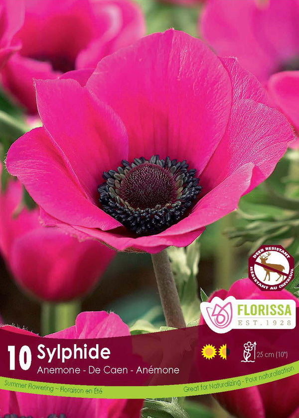 Anémone ‘Sylphide’