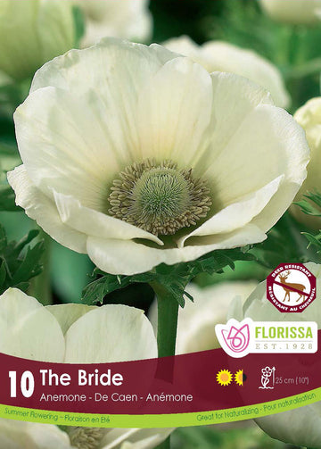 Anémone 'The Bride'