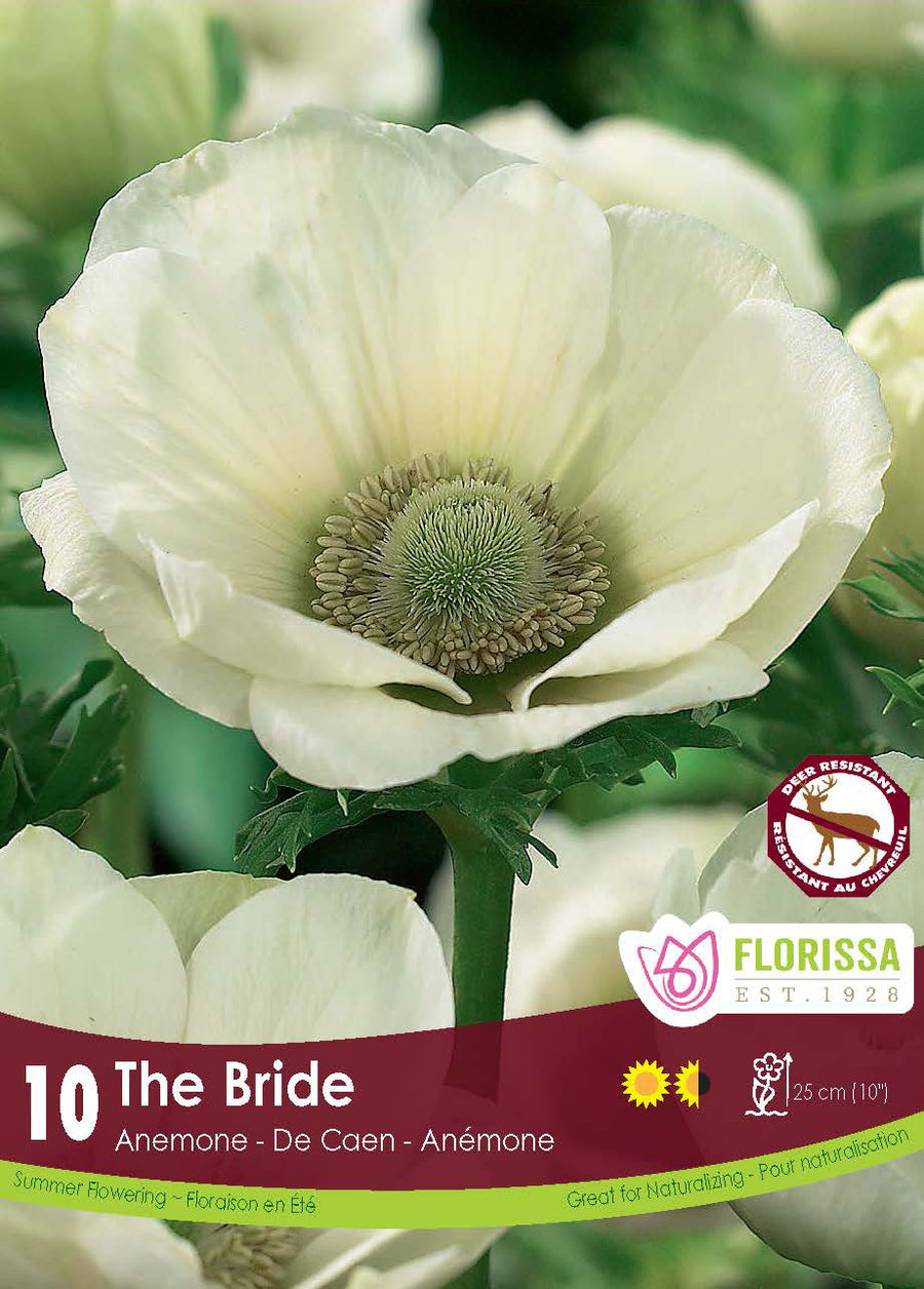 Anémone 'The Bride'