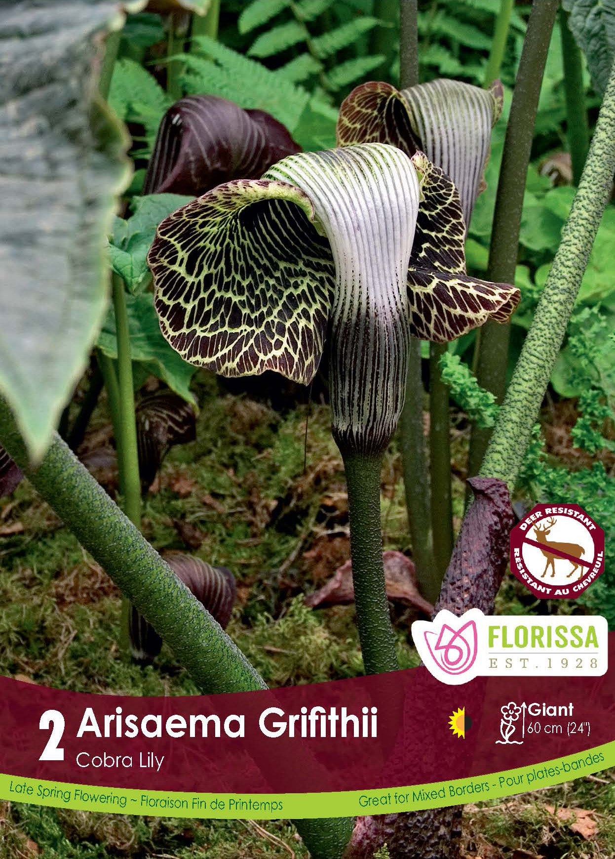 Arisème de Griffith (<em>Arisaema griffithii</em>)