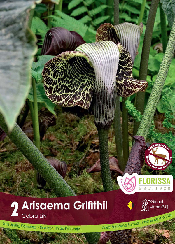 Arisaema ‘Griffithii’