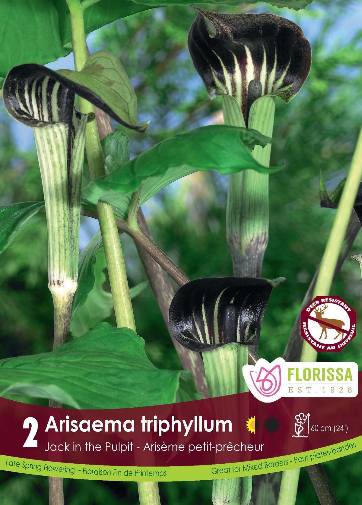 Petit prêcheur (<em>Arisaema triphyllum</em>)