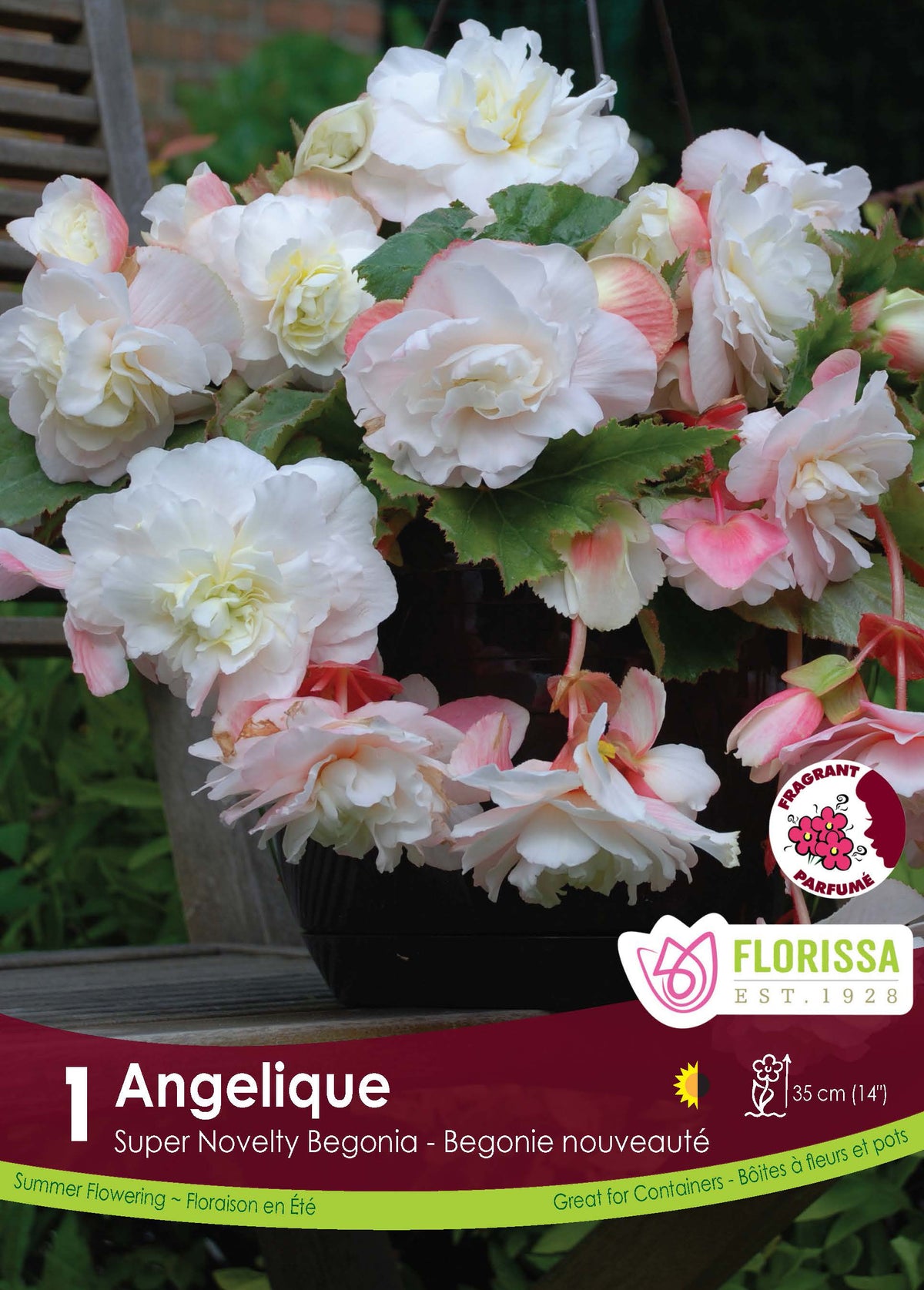 Bégonia Angelique ( Begonia × tuberhybrida ‘Angelique’) : des fleurs de bégonia blanches teintées de rose dans un pot sombre. Le visuel Florissa présente la plante et son nom dans la partie inférieure de l’étiquette. La photographie occupe presque toute la surface, tandis que le bandeau du bas rassemble les indications du produit. Cette vue permet de reconnaître son apparence et de distinguer la variété présentée.