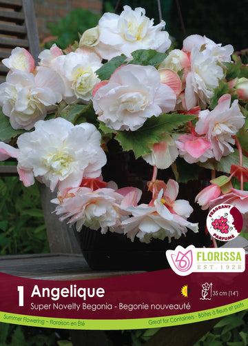 Begonia 'Superba Novelty Angelique'