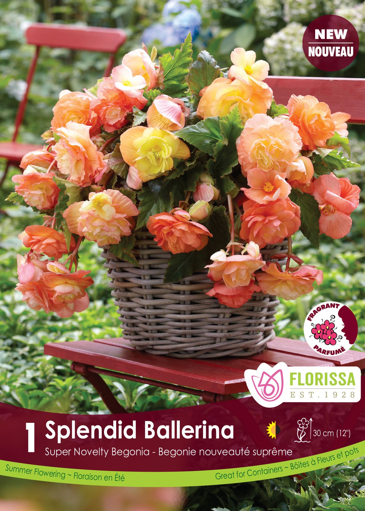 Bégonia Splendid Ballerina ( Begonia × tuberhybrida ‘Splendid Ballerina’) : des fleurs doubles de bégonia jaunes et orangées dans un panier. Le visuel Florissa présente la plante et son nom dans la partie inférieure de l’étiquette. La photographie occupe presque toute la surface, tandis que le bandeau du bas rassemble les indications du produit. Cette vue permet de reconnaître son apparence et de distinguer la variété présentée.