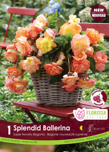 Bégonia Splendid Ballerina ( Begonia × tuberhybrida ‘Splendid Ballerina’) : des fleurs doubles de bégonia jaunes et orangées dans un panier. Le visuel Florissa présente la plante et son nom dans la partie inférieure de l’étiquette. La photographie occupe presque toute la surface, tandis que le bandeau du bas rassemble les indications du produit. Cette vue permet de reconnaître son apparence et de distinguer la variété présentée.
