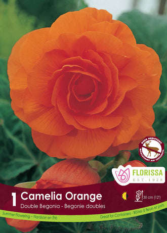 Bégonia Double Camelia Orange ( Begonia × tuberhybrida ‘Orange’) : une fleur de bégonia double orange aux pétales arrondis. Le visuel Florissa présente la plante et son nom dans la partie inférieure de l’étiquette. La photographie occupe presque toute la surface, tandis que le bandeau du bas rassemble les indications du produit. Cette vue permet de reconnaître son apparence et de distinguer la variété présentée.