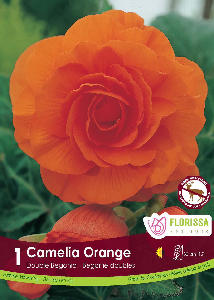 Double Camelia Begonia 'Orange'