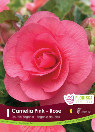 Bégonia Double Camelia 'Rose'