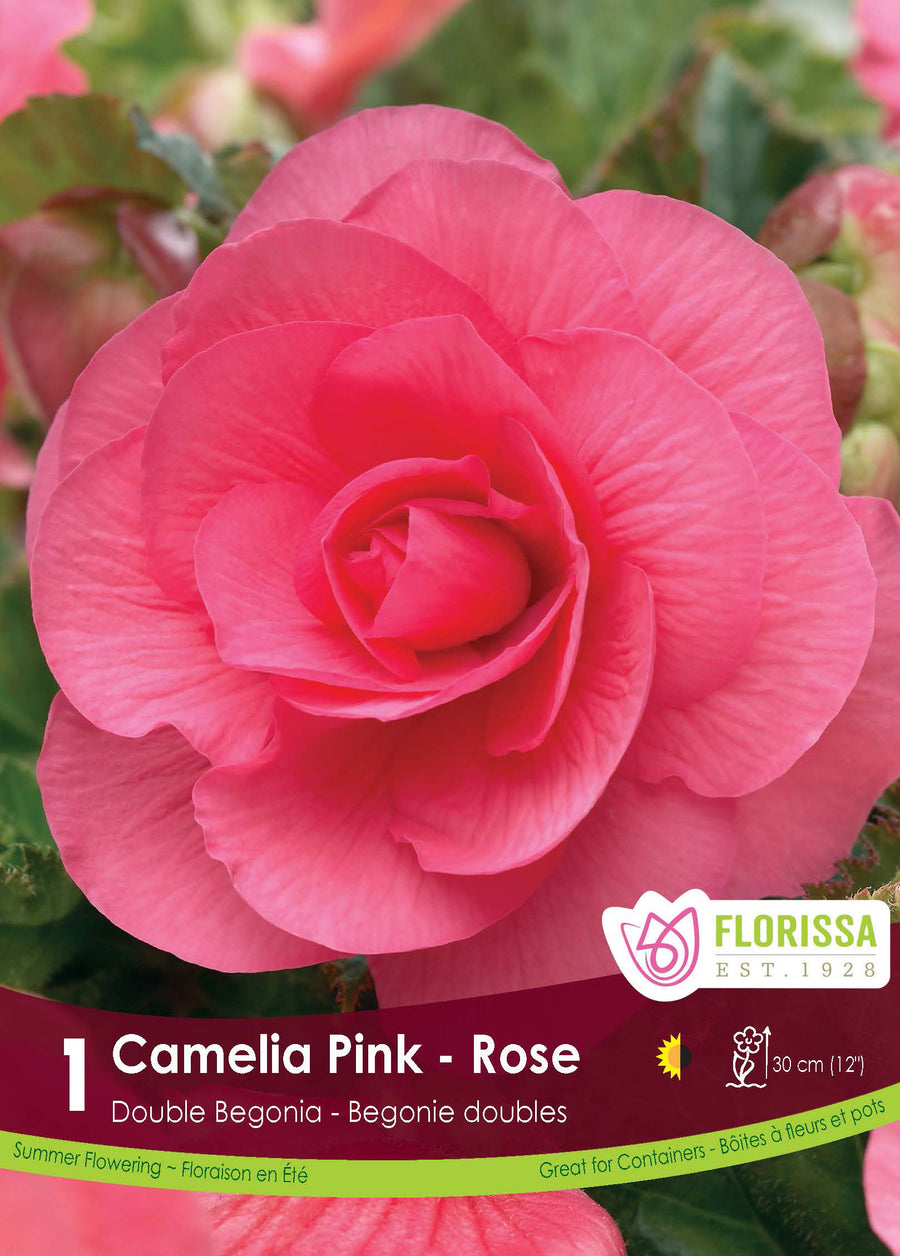 Double Begonia Camellia 'Rose'