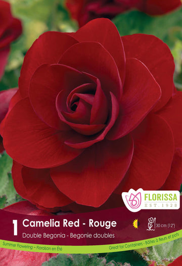 Begonia Double Camelia 'Red' (1 bulb)