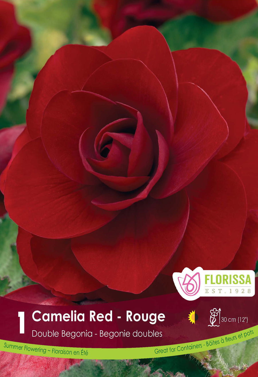Begonia Double Camelia 'Red' (1 bulb)