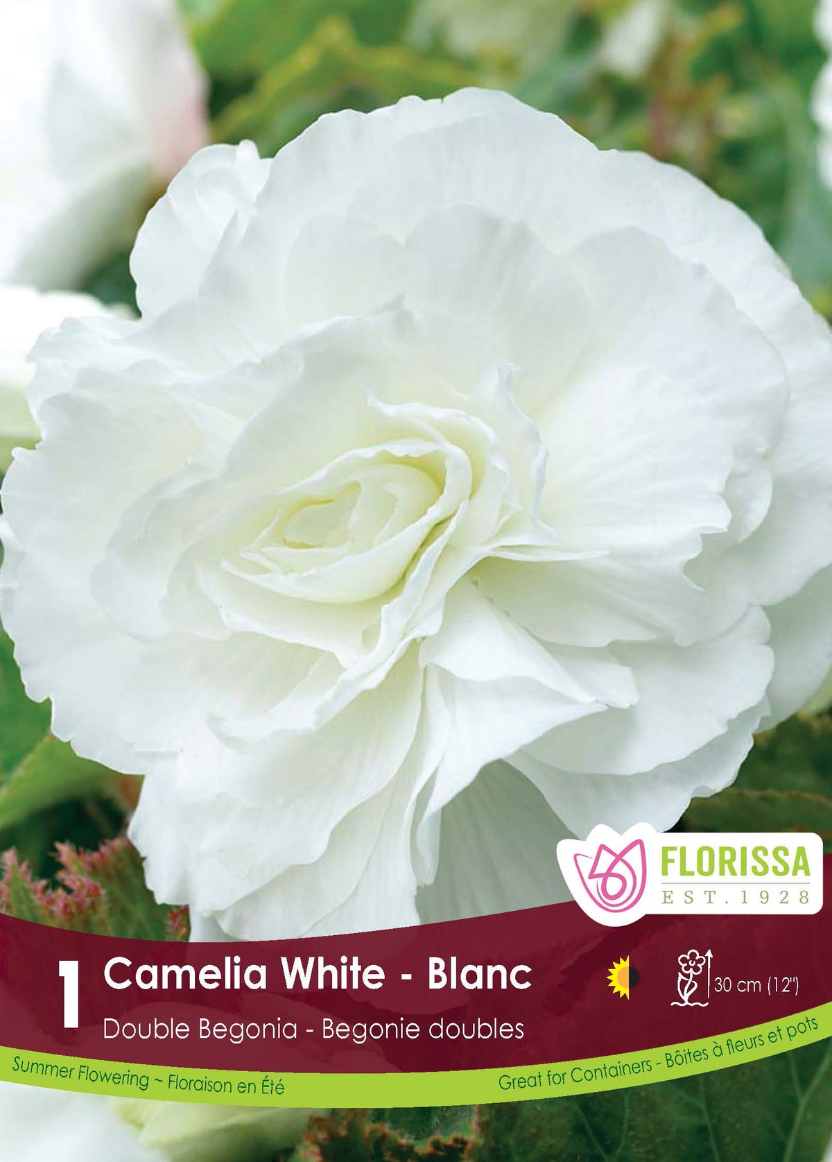 Bégonia Double Camelia Blanc ( Begonia × tuberhybrida ‘Blanc’) : une fleur de bégonia double blanche aux pétales arrondis. Le visuel Florissa présente la plante et son nom dans la partie inférieure de l’étiquette. La photographie occupe presque toute la surface, tandis que le bandeau du bas rassemble les indications du produit. Cette vue permet de reconnaître son apparence et de distinguer la variété présentée.