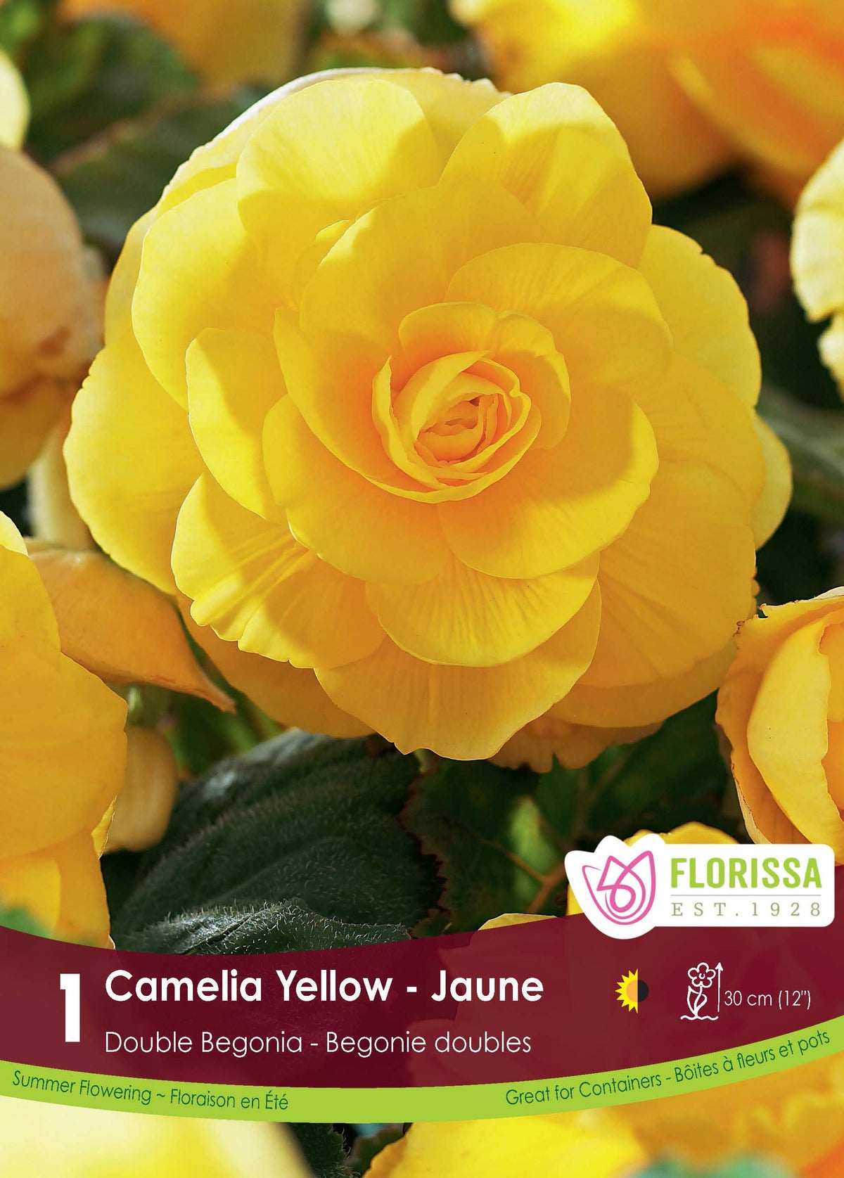 Bégonia Double Camelia Jaune ( Begonia × tuberhybrida ‘Jaune’) : une fleur de bégonia double jaune aux pétales arrondis. Le visuel Florissa présente la plante et son nom dans la partie inférieure de l’étiquette. La photographie occupe presque toute la surface, tandis que le bandeau du bas rassemble les indications du produit. Cette vue permet de reconnaître son apparence et de distinguer la variété présentée.