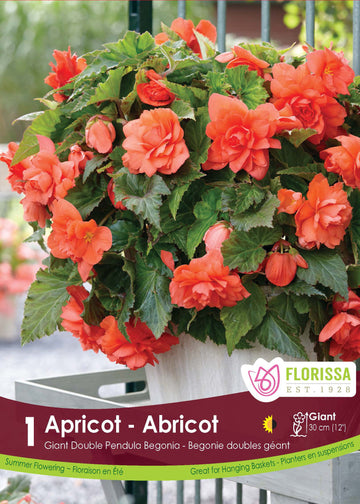Begonia Double Pendula 'Apricot'