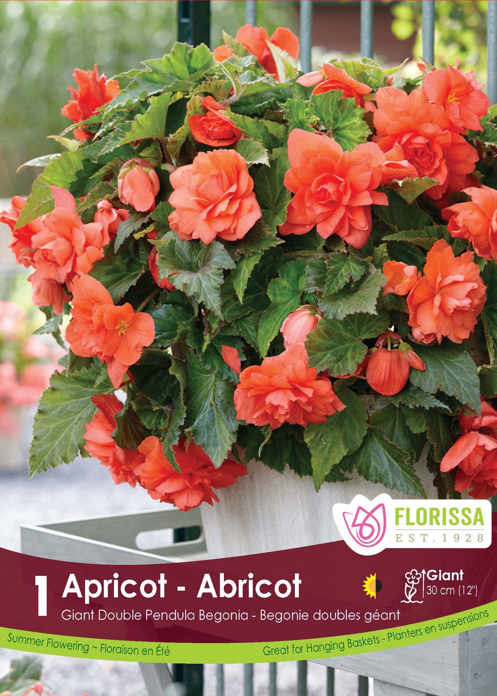 Trailing begonia (<em>Begonia × tuberhybrida</em> ‘Double Pendula Apricot’)