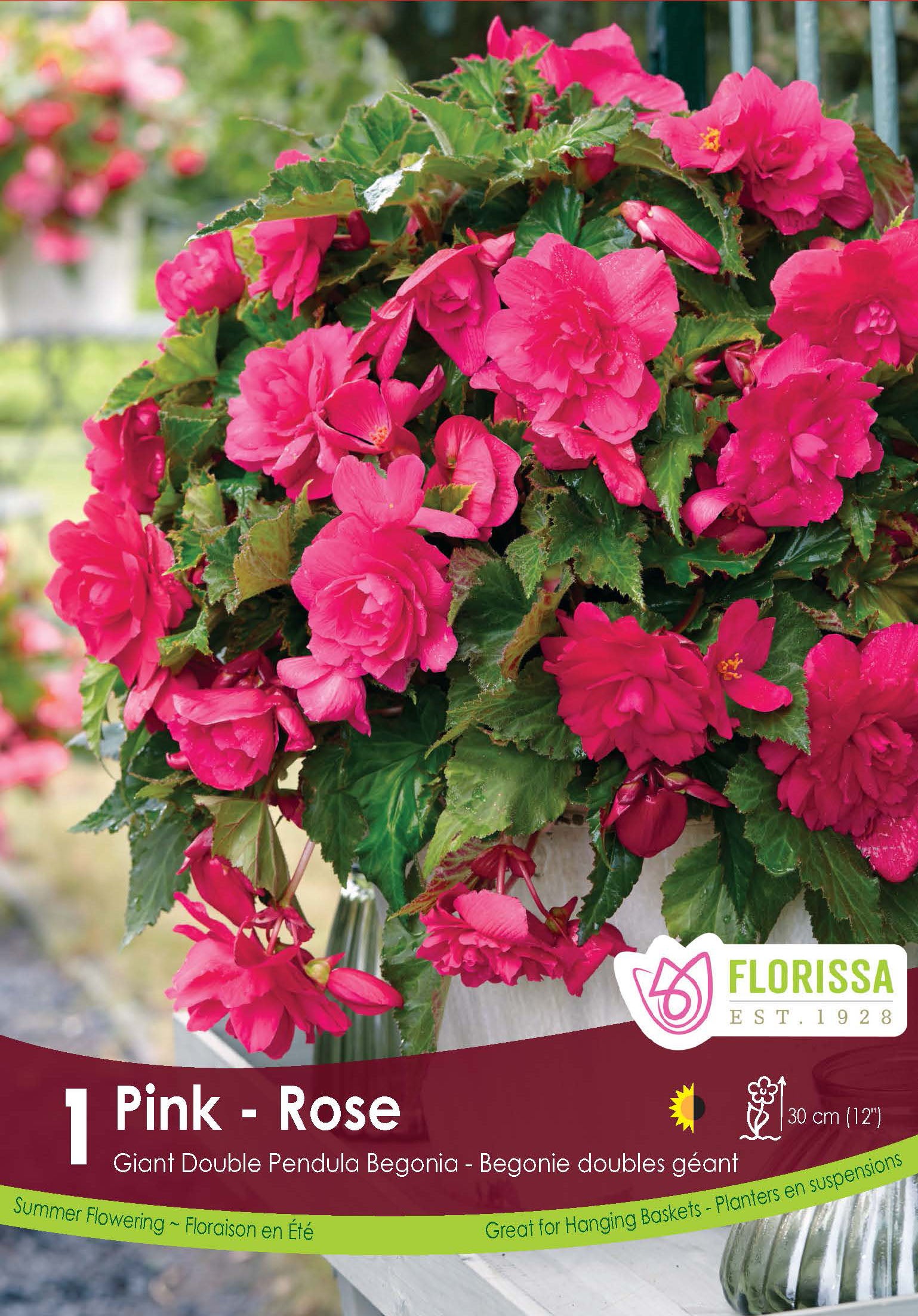 Trailing begonia (<em>Begonia × tuberhybrida</em> ‘Double Pendula Pink’)