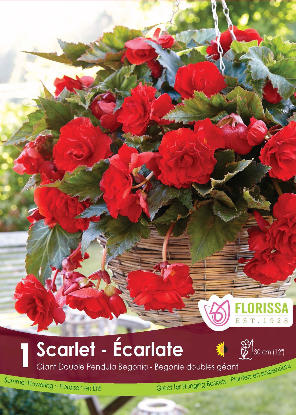Trailing begonia (<em>Begonia × tuberhybrida</em> ‘Double Pendula Scarlet’)