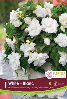 Bégonia Double Pendula Blanc ( Begonia × tuberhybrida ‘Double Pendula Blanc’) : des bégonias blancs retombant autour d’un pot. Le visuel Florissa présente la plante et son nom dans la partie inférieure de l’étiquette. La photographie occupe presque toute la surface, tandis que le bandeau du bas rassemble les indications du produit. Cette vue permet de reconnaître son apparence et de distinguer la variété présentée.