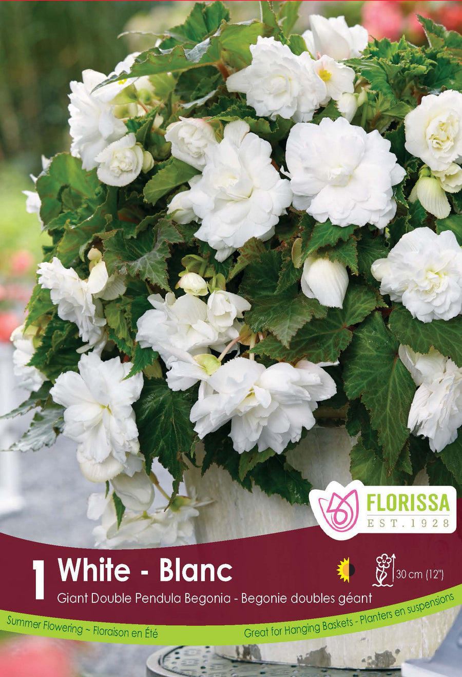 Begonia Double Pendula 'White'