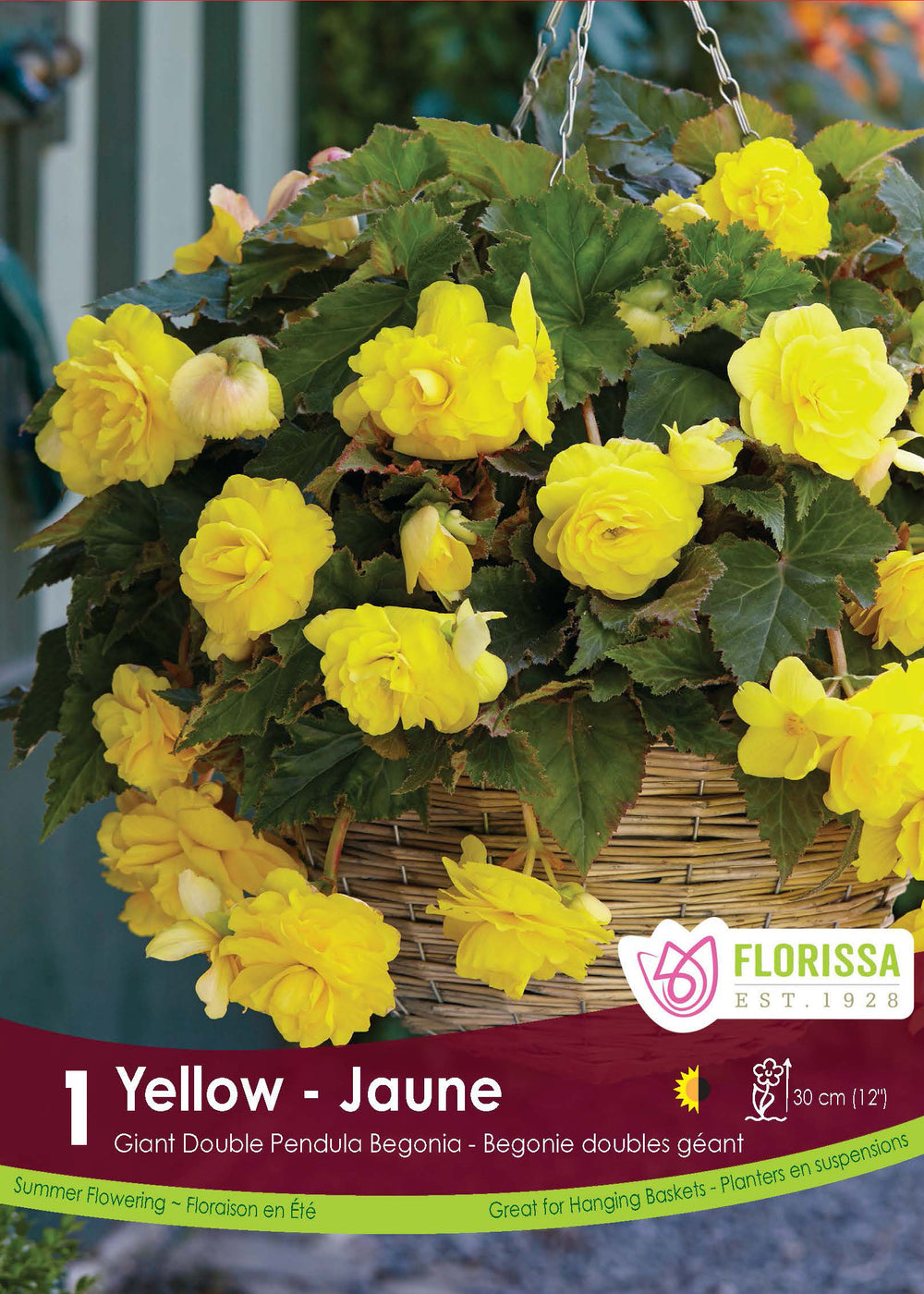 Begonia Double Pendula 'Yellow'