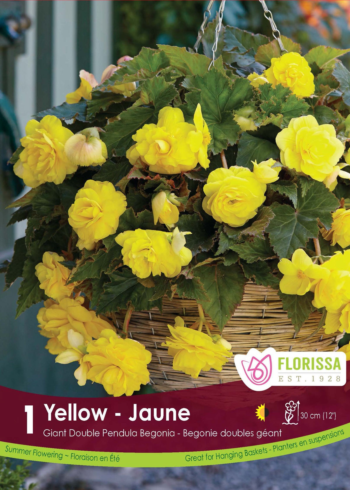 Bégonia Double Pendula Jaune ( Begonia × tuberhybrida ‘Double Pendula Jaune’) : des bégonias jaunes débordant d’un panier. Le visuel Florissa présente la plante et son nom dans la partie inférieure de l’étiquette. La photographie occupe presque toute la surface, tandis que le bandeau du bas rassemble les indications du produit. Cette vue permet de reconnaître son apparence et de distinguer la variété présentée.