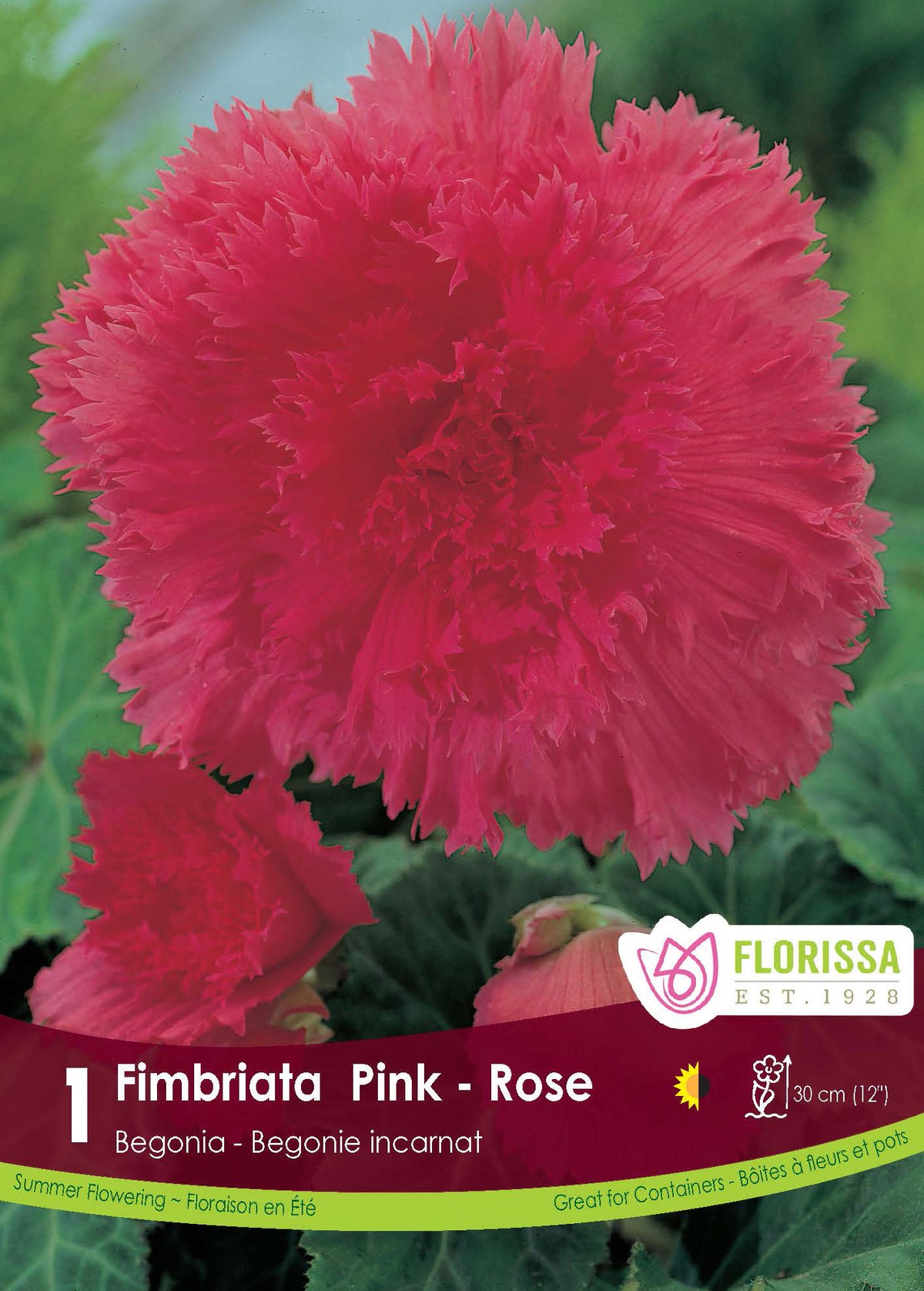Bégonia Fimbriata Rose ( Begonia × tuberhybrida ‘Fimbriata Rose’) : une fleur de bégonia rose aux pétales très frisés. Le visuel Florissa présente la plante et son nom dans la partie inférieure de l’étiquette. La photographie occupe presque toute la surface, tandis que le bandeau du bas rassemble les indications du produit. Cette vue permet de reconnaître son apparence et de distinguer la variété présentée.