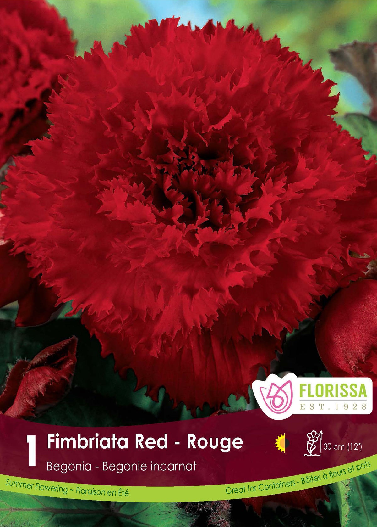 Bégonia Fimbriata Rouge ( Begonia × tuberhybrida ‘Fimbriata Rouge’) : une fleur de bégonia rouge aux pétales très frisés. Le visuel Florissa présente la plante et son nom dans la partie inférieure de l’étiquette. La photographie occupe presque toute la surface, tandis que le bandeau du bas rassemble les indications du produit. Cette vue permet de reconnaître son apparence et de distinguer la variété présentée.