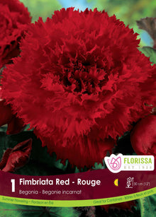 Bégonia Fimbriata Rouge ( Begonia × tuberhybrida ‘Fimbriata Rouge’) : une fleur de bégonia rouge aux pétales très frisés. Le visuel Florissa présente la plante et son nom dans la partie inférieure de l’étiquette. La photographie occupe presque toute la surface, tandis que le bandeau du bas rassemble les indications du produit. Cette vue permet de reconnaître son apparence et de distinguer la variété présentée.