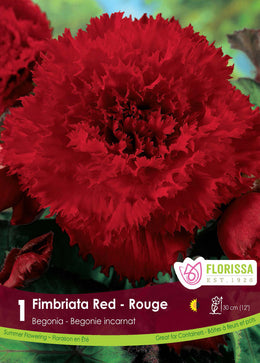 Begonia Fimbriata 'Red'