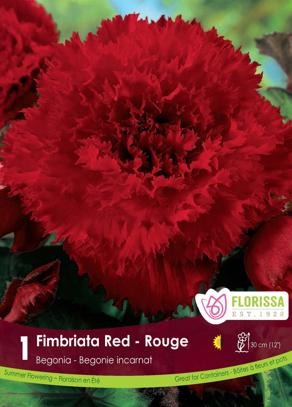 Bégonia Fimbriata ‘Rouge’