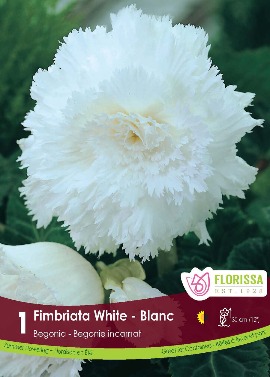 Begonia Fimbriata 'White'