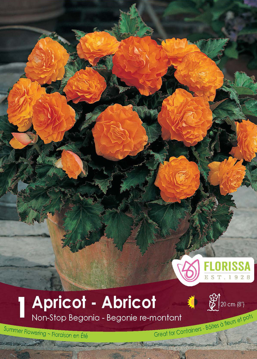 Non-stop begonia 'Apricot'
