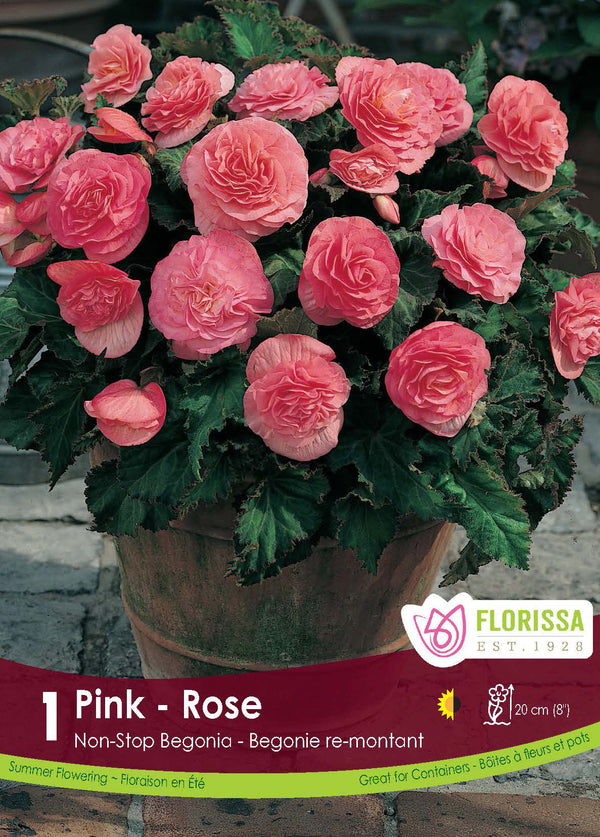 Bégonia Non-stop ‘Rose’