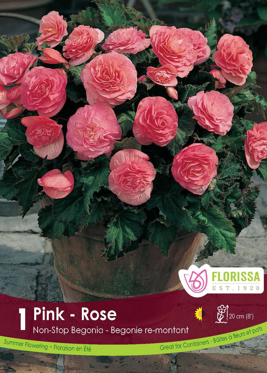 Non-stop Begonia 'Rose'