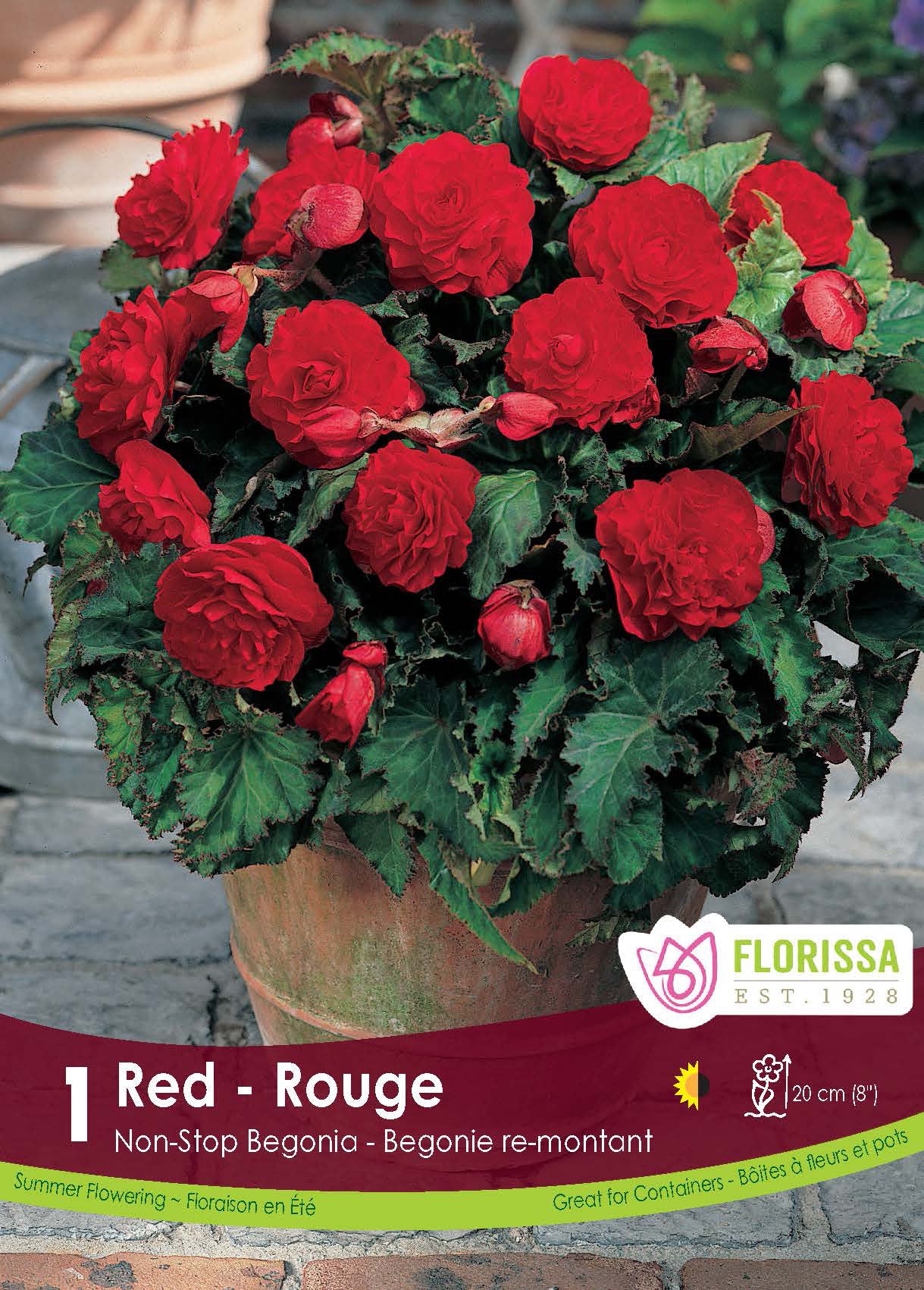 Non-stop 'Red' Begonia